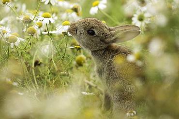 European Rabbit (Oryctolagus cuniculus). A young Rabbit reaches for a nearby Daisy off the coast of Wales, UK.