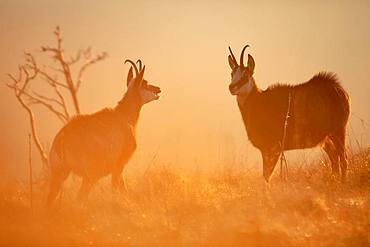 Chamois (Rupicapra rupicapra) during the rut period where the males are excited, Vosges, France