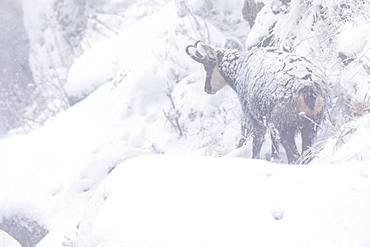 Alpine chamois (Rupicapra rupicapra), first snow in autumn, Vosges, France