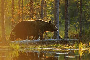 Brown Bear (Ursus arctos) skirting a waterhole against the sky, Finland