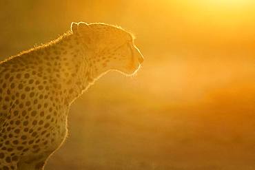 A Cheetah (Acinonyx jubatus) walks into the light in the Maasai Mara, Kenya.