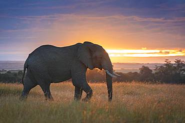 A bull Elephant (Loxodonta africana) crosses the valley in the Maasai Mara, Kenya.