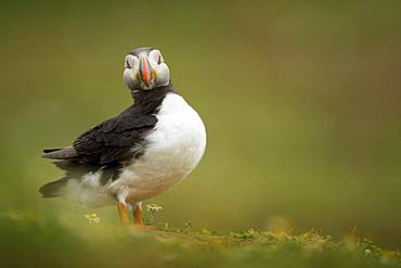 A Puffin (Fratercula arctica) poses off the coast of Wales in the UK.