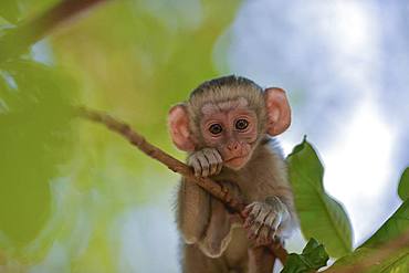 Vervet (Chlorocebus aethiops) asleep against a tree, Mana Pools, Zimbabwe