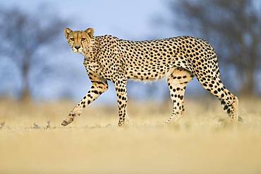 Cheetah (Acinonyx jubatus) male walking, Nxai Pan, Botswana