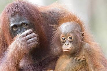 Bornean orangutan (Pongo pygmaeus pygmaeus), Adult female with a baby, Tanjung Puting National Park, Borneo, Indonesia