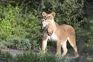 Lion (Panthera leo), cub, Africa, Serengeti, Ngorongoro Conservation Area