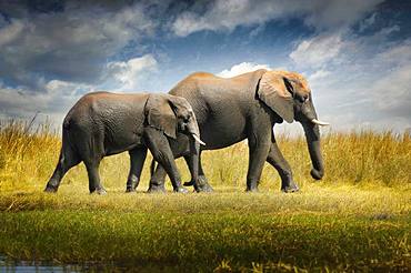 Always drive me in my journey. Two elephants walking in the savannah Chobe National Park Botswana