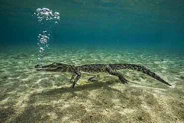 Tara Pacific expedition - november 2017 Saltwater crocodile exhaling through the nose (bouyancy control) near Garua Island, Kimbe Bay, Papua New Guinea