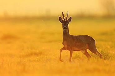 Roe deer(Capreolus capreolus), Buck losing velvet in a meadow at the end of the afternoon, Normandy, France