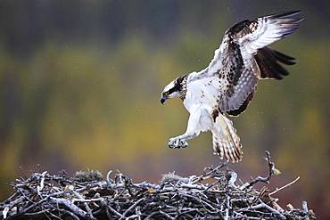 Osprey (Pandion haliaetus) arriving on his nest