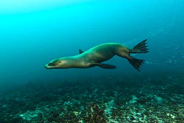 Tara Oceans Expeditions - May 2011. Galápagos sea lion (Zalophus wollebaeki), Roca Redonda, Galapagos, Ecuador