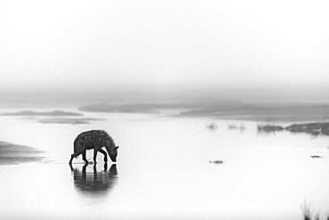 Spotted hyaena (Crocuta crocuta) walking in water, Serengeti, Tanzania