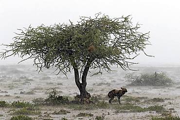 Wild dog (lycaon pictus) protecting from the rain under a tree in the savannah, Serengeti, Tanzania