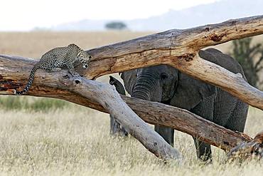 Leopard (Panthera pardus) facing an African elephant (Loxodonta africana), Serengeti, Tanzania. Glanzlichter 2015 - Germany - Highly Commended