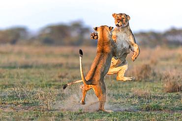 Lion (Panthera leo) lionesses fighting, Ngorongoro Conservation Area, Serengeti, Tanzania