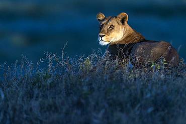 Lion (Panthera leo) lioness, Ngorongoro Conservation Area, Serengeti, Tanzania