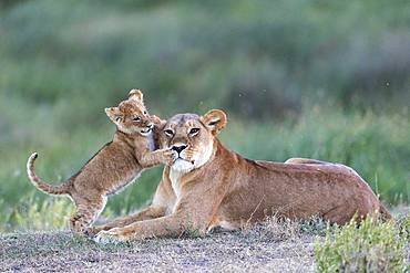 Lion (Panthera leo) lioness with cub, Ngorongoro Conservation Area, Serengeti, Tanzania