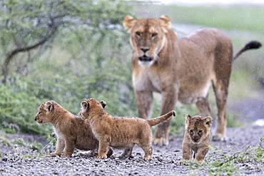 Lion (Panthera leo) lioness with cubs, Ngorongoro Conservation Area, Serengeti, Tanzania