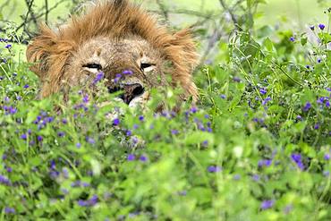 Lion (Panthera leo) male, Ngorongoro Conservation Area, Serengeti, Tanzania