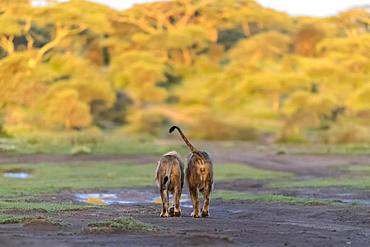 Lion (Panthera leo) couple, Ngorongoro Conservation Area, Serengeti, Tanzania