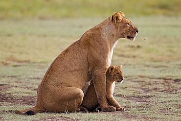 Lion (Panthera leo) lioness with cub, Ngorongoro Conservation Area, Serengeti, Tanzania