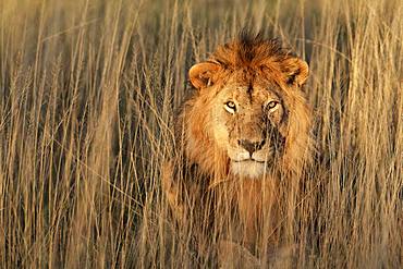 Lion (Panthera leo) male, Ngorongoro Conservation Area, Serengeti, Tanzania