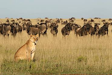 Lion (Panthera leo) lioness in front of a wildebeest (Connochaetes taurinus) herd, Ngorongoro Conservation Area, Serengeti, Tanzania