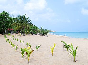 Young coconut plantation on a beach in Basse Terre, Guadeloupe, French West Indies