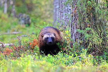 Wolverine (Gulo gulo) in the boreal forest