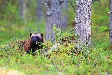 Wolverine (Gulo gulo) in the boreal forest