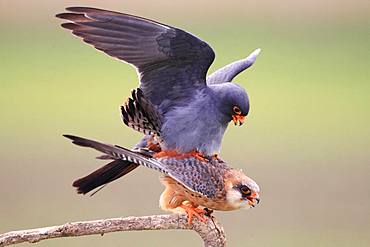 Red-footed Falcon (Falco vespertinus) mating on a branch