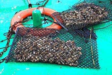 Bag of oysters from Bouzigues, Etang de Thau, France