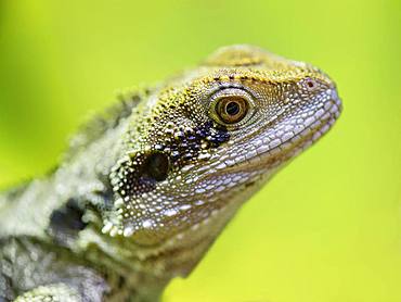 Eastern Water Dragon (Intellagama lesueurii) female on a branch in a vivarium. France