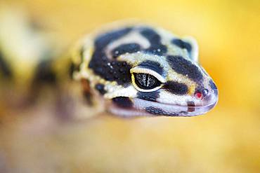 Leopard Gecko (Eublepharis macularius) young in a terrarium, France