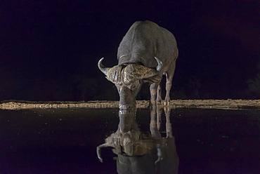 African Buffalo (Syncerus caffer) drinking at the water's edge at night, KwaZulu-Natal, France