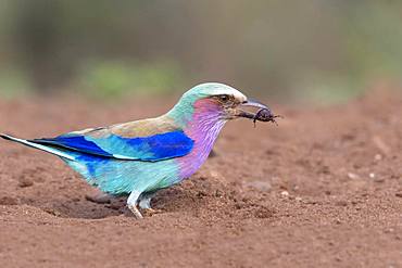 Lilac-breasted Roller (Coracias caudatus) eating an insect on the ground, KwaZulu-Natal, South Africa