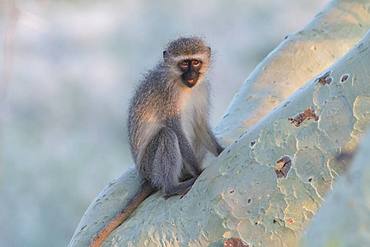 Vervet Monkey (Chlorocebus pygerythrus) on a branch, KwaZulu-Natal, South Africa