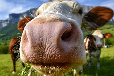 Abondance Heifer in close-up, Massif du Vercors, Isere, France