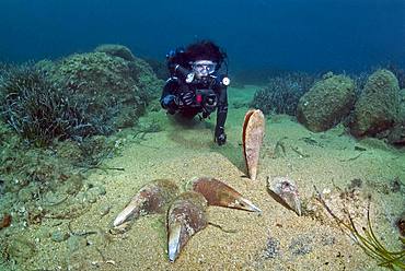 Dead fan mussel and diver, Mediterranean Sea. Massive mortality of Noble Pen Shell (Pinna nobilis) infected with the parasite Haplosporidium. Porticcio. Corsica. Mediterranean.