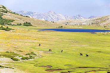 Lake Nino (1760m) stage on the GR 20 between the refuge of Manganu and the Col de Verghio or Castellu di Vergio, horses grazing the grass around the pozzines (small pools of water surrounded by grassy lawns), Haute-Corse, France