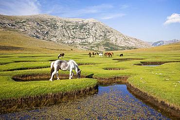 Lake Nino (1760m), horses grazing the grass around the pozzines (small pond of water surrounded by grassy lawns), stage on the GR 20 between the refuge of Manganu and the Col de Verghio or Castellu di Vergio, Haute-Corse, La France