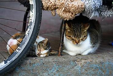 Cat and kitten sleeping on a sidewalk, Essaouira, Morocco