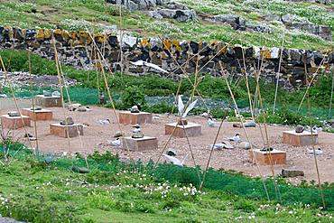 Protection of Arctic Terns, experimental device against gulls, Isle of May, Scotland