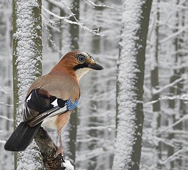 Eurasian Jay (Garrulus glandarius) on abranch in the snow, Regional Natural Park of Northern Vosges, France