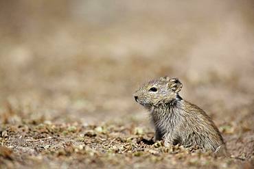 Blick's grass rat (Arvicanthis blicki), Ethiopia