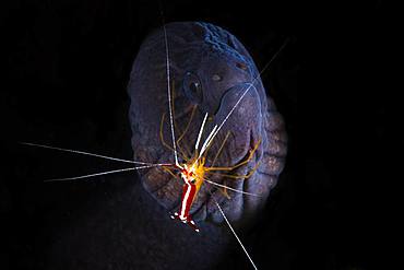 A necessary alliance, a symbiosis even between this moray eel (Gymnothorax javanicus) and this cleaning shrimp (Lysmata amboinensis). Depth: 65m, Mayotte