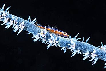 An antipatharian whip coral and its goby photographed at a depth of 76 meters. Are these the same specimens found in shallow depths?