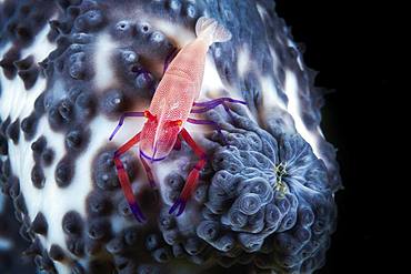 Imperial Shrimp (Periclimenes imperator) on a blue sea cucumber (Actinopyga caerulea) 76 meters deep, Mayotte