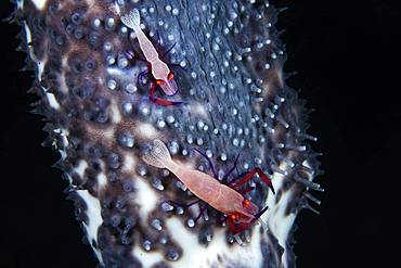 Couple of Imperial Shrimp (Periclimenes imperator) on a blue sea cucumber (Actinopyga caerulea) 76 meters deep, Mayotte